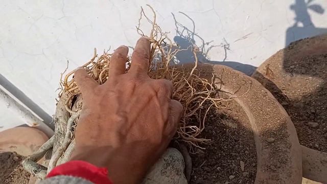 Save Adenium from Fungus n Pruning : Brushing Fungicide n hanging of Adenium смотреть онлайн