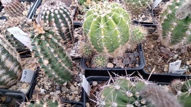 Обзор коллекции кактусов.Редкие кактусы.Что цветет сегодня?Kakteen. смотреть онлайн