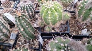 Обзор коллекции кактусов.Редкие кактусы.Что цветет сегодня?Kakteen.
