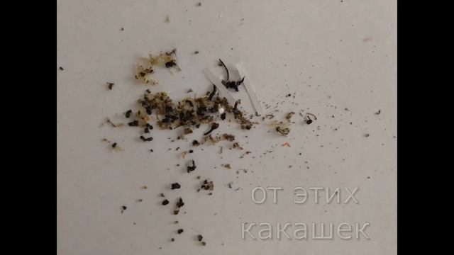 Ремонт HONOR 8X.mp4 смотреть онлайн