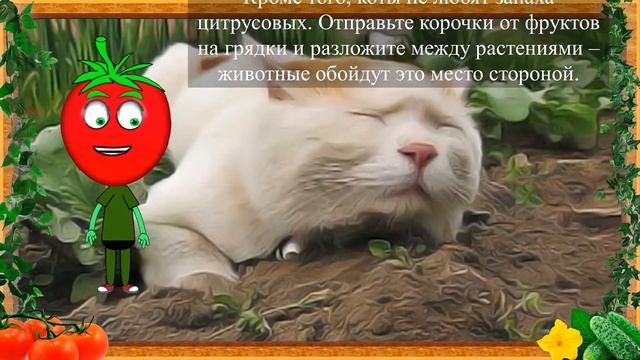 ПОСЛЕ ЭТОГО КОТ НЕ СЕРЕТ НА ГРЯДКАХ! смотреть онлайн