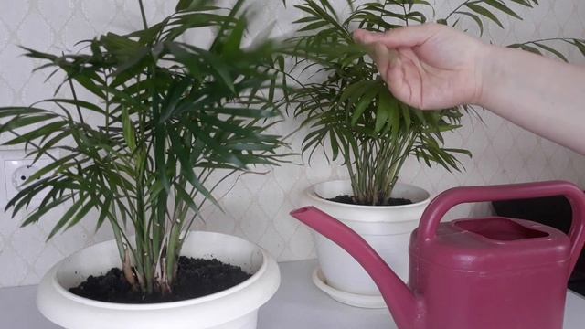 Хамедорея: уход. Как поливать, пересаживать и удобрять в домашних условиях