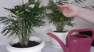 Хамедорея: уход. Как поливать, пересаживать и удобрять в домашних условиях