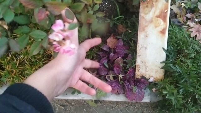 Шикарный солнечный бордюр, декоративный весь сезон! смотреть онлайн