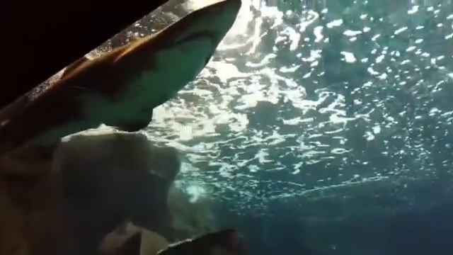 В океанариуме на Крите. смотреть онлайн