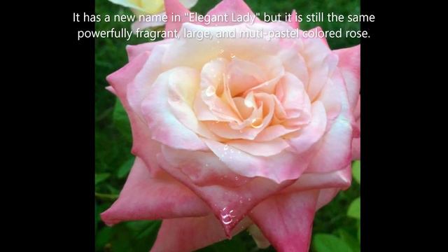 Elegant Lady Rose смотреть онлайн