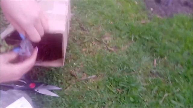 Роза Munstead Wood/Манстед Вуд из Агромаркет24. Эксперименты продолжаются! смотреть онлайн