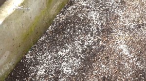 Заправляем грядки в теплице и пикируем рассаду. Дачные сезоны