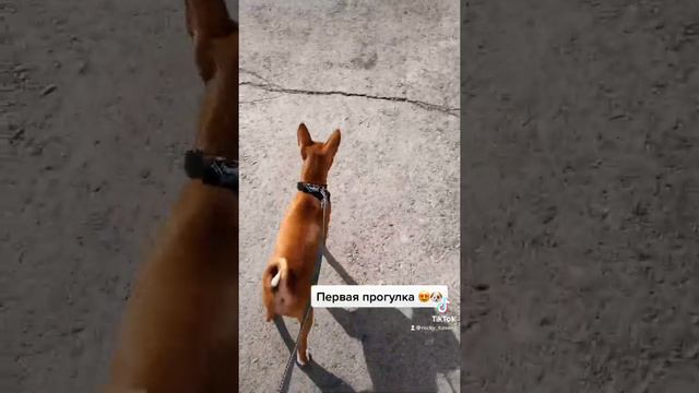Первая прогулка 😍🐶 #basenji #басенджи #собака #гуляем #мойдруг #прогулка #dog #dogvideo #dogs смотреть онлайн