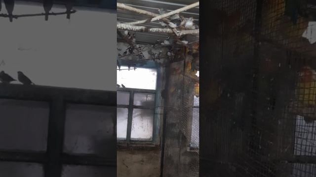 Зебровая амадина, рисовая амадина, бриллиантовая горлица, рисовки, ткачики, зебрики. смотреть онлайн