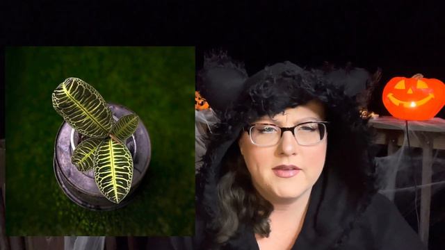 Spooky Plants For HALLOWEEN!🎃 | Part 2 смотреть онлайн