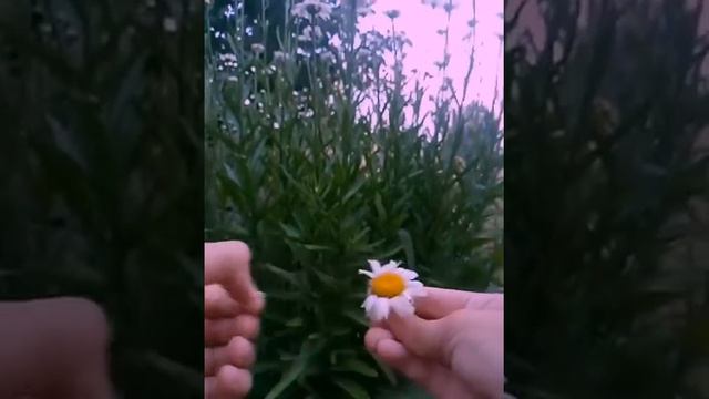 Алёна Швец— жвачка💞💞💞💞 смотреть онлайн