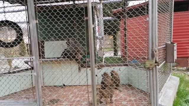 Сочи. Питомник Обезьян??? смотреть онлайн