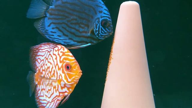 Дискусы Отнеристились В Общем Аквариуме (Discus Spawn In The General Aquarium) смотреть онлайн