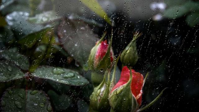 ЛЮБОВЬ ЦЫГАНКИ. слова АЛЕКСАНДР ШАНДР.музыка и исполнение МАРАТ КАДЫРМЕТОВ. смотреть онлайн