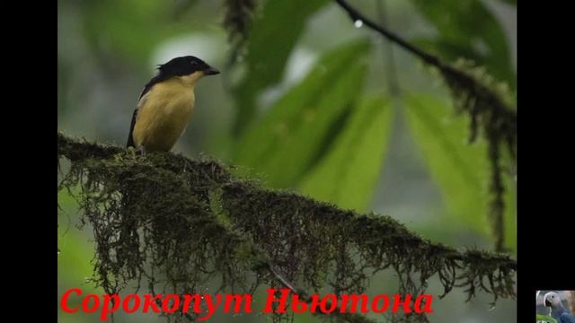 Сорокопуты (лат. Lanius). смотреть онлайн