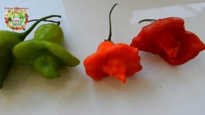 Этот перец может расти на любой грядке и на каждом подоконнике