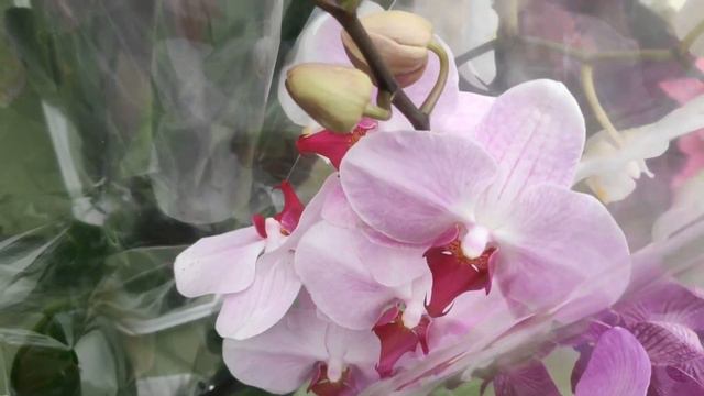 🌺ШИКАРНЫЙ ЗАВОЗ ОРХИДЕЙ🌺#ЭПИЦЕНТР# beautiful orchids#свежий завоз смотреть онлайн