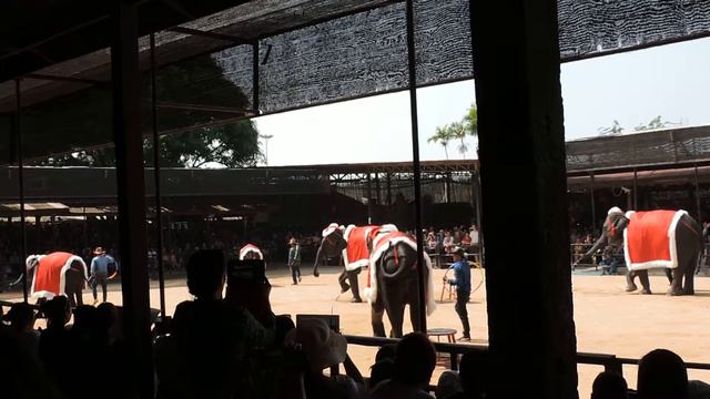 Паттайя Нонг Нуч Слоны Танцы смотреть онлайн