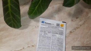 ГЛОКСИНИИ.Ржавчина на глоксиниях.Причины,проявление,методы борьбы.