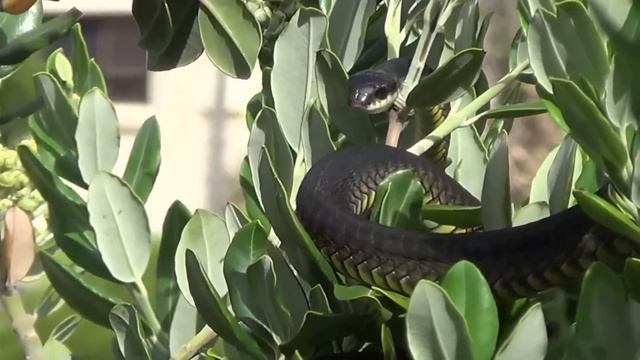 Boomslang 'Dispholidus typus' coastal habitat смотреть онлайн