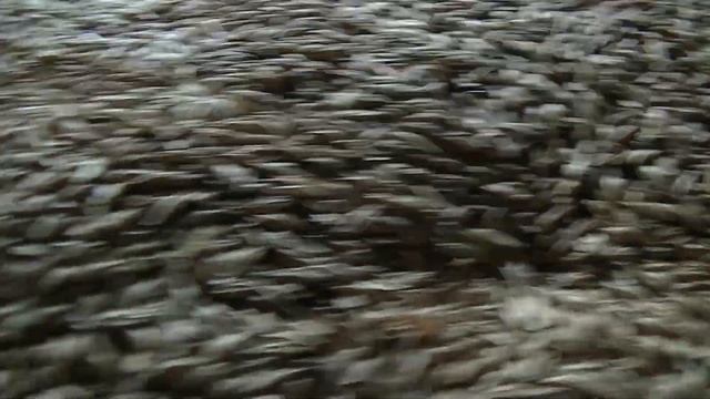 Какую выбрать зернодробилку