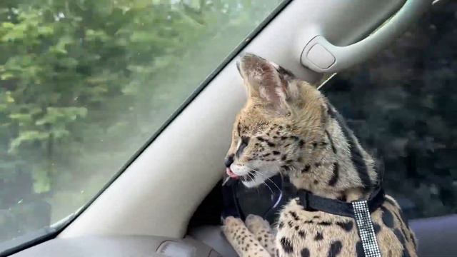 Сервал сигналит, мяукает 😹 Одесса - Карпаты 🚘 Serval 🐆
