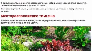 Тимьян лимоннопахнущий и другие тимьяны