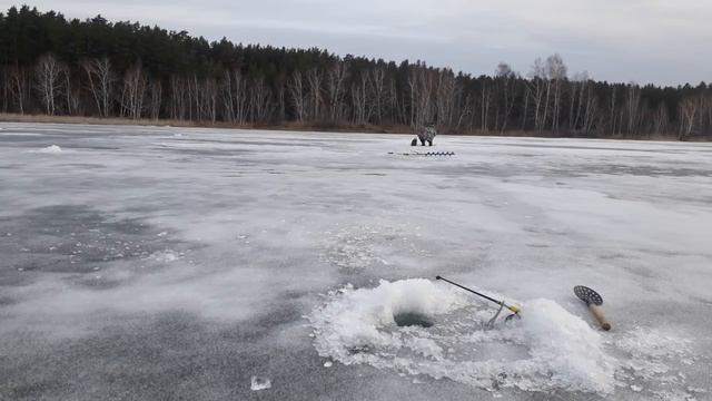 Кызыкуль 14.04.2018.Карась рвет леску и разгибает крючки. смотреть онлайн
