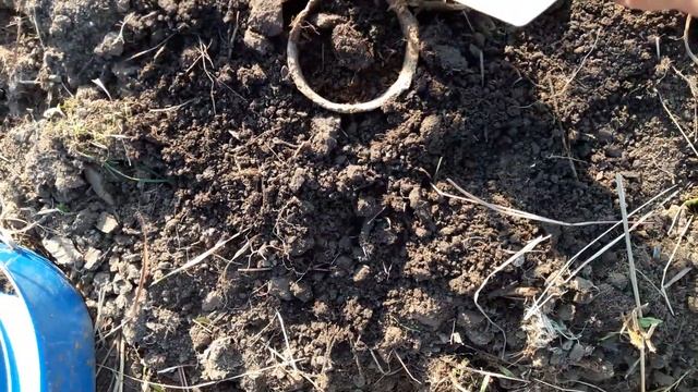 Стратификация семян можжевельника 1 смотреть онлайн