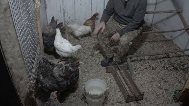 Куры встречают петуха, новая кровь в курятнике смотреть онлайн