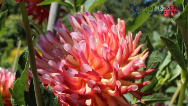 Барви осені у Ботанічному саду Львівського університету. Жоржини смотреть онлайн