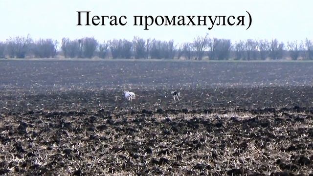 Охота с борзыми. Грейхаунды. смотреть онлайн