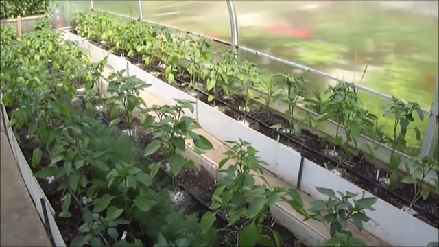 Огурцы и паутинный клещ! Перец и вершинная гниль!