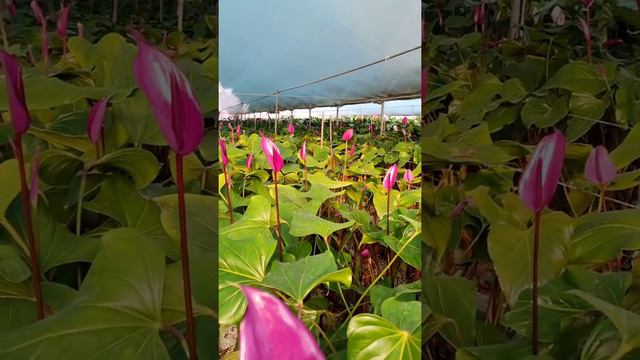 anthurium flowers in different colors and varieties смотреть онлайн