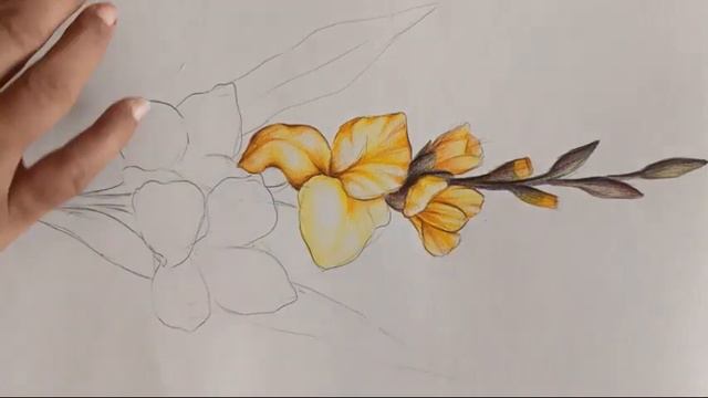 Nature Drawing Gladiolus flower смотреть онлайн
