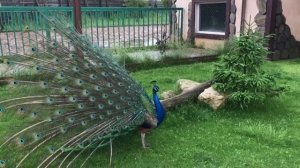 Павлин распускает хвост. Как говорит павлин? Peacock speaking.