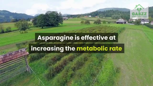 Asparagus: Health benefits of Asparagus [Bonus information] смотреть онлайн