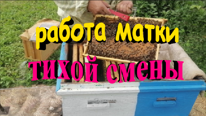 Как работает молодая матка тихой смены смотреть онлайн