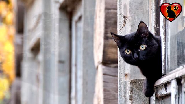 Домашний кот спас бездомного котенка. смотреть онлайн