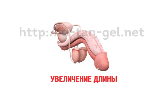 Слабая эрекция лечение1