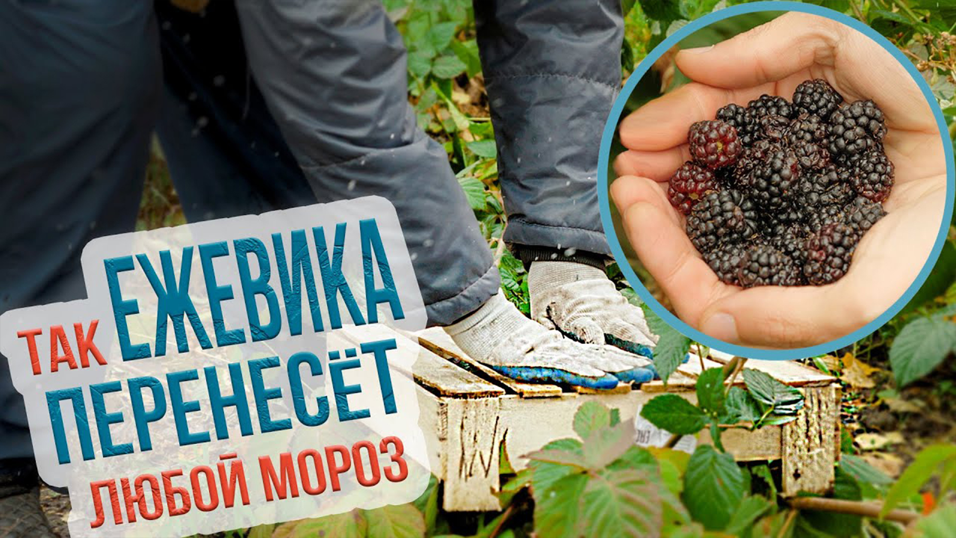 Как подготовить ежевику к зиме в Сибири? Лучшие сорта ежевики для выращивания в Сибири смотреть онлайн