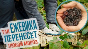 Как подготовить ежевику к зиме в Сибири? Лучшие сорта ежевики для выращивания в Сибири