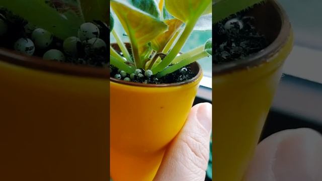 Фиалки LE-Nika готовится к первому цветению?|Сенполии смотреть онлайн