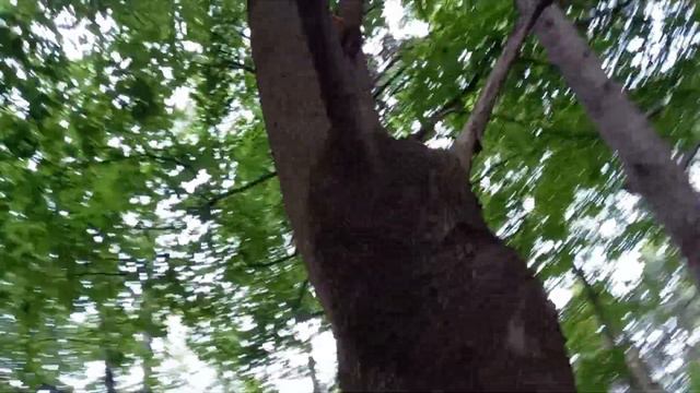 Белка предупреждает:" А вот на дерево залезать не надо!" смотреть онлайн