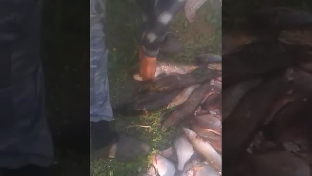 как ловить много рыбы смотреть онлайн