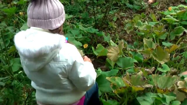 Гуляем в саду, Собираем тыквы для Хеллоуина. Walking the garden Picking pumpkins for Halloween смотреть онлайн