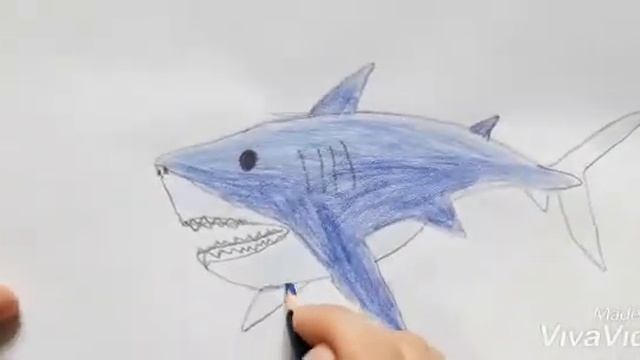Как нарисовать АКУЛУ!!! БОЛЬШАЯ БЕЛАЯ АКУЛА!!! смотреть онлайн