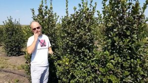 Крупномеры. Боярышник сливолистный.