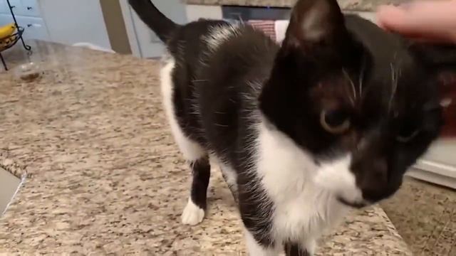 Кот Джек с самым низким в мире «Мяу» смотреть онлайн